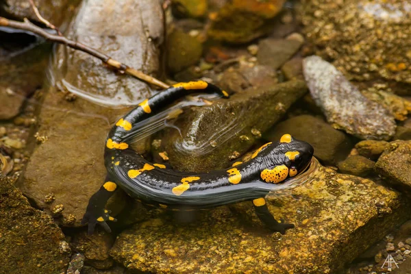 Primer Plano Salamandra Nadando Pequeño Estanque Con Piedras —  Fotos de Stock