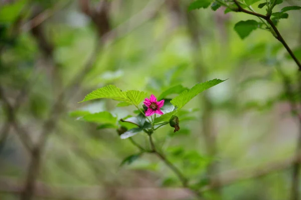 Eine Nahaufnahme Einer Rosa Blume Vor Verschwommenem Grünem Hintergrund — Stockfoto