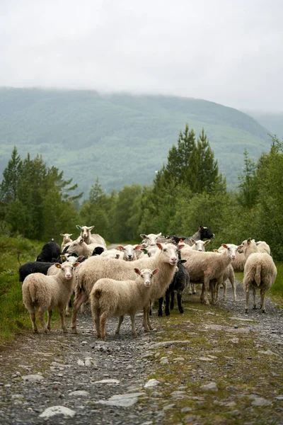 Beau Cliché Petit Troupeau Moutons Debout Dans Ruisseau Peu Profond — Photo