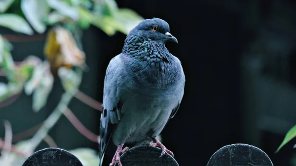 一只蓝色岩石鸟在其自然栖息地模糊的背景上的特写镜头 — 图库照片