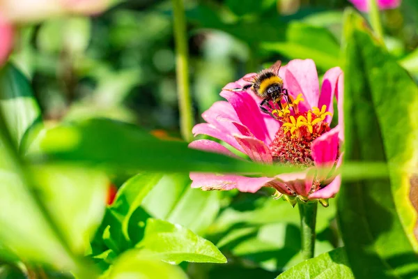 Tiro Close Uma Abelha Coletando Pólen Uma Flor — Fotografia de Stock