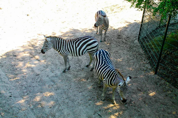 Disparo Alto Ángulo Tres Cebras Caminando Zoológico Rodeado Cercas Metálicas — Foto de Stock