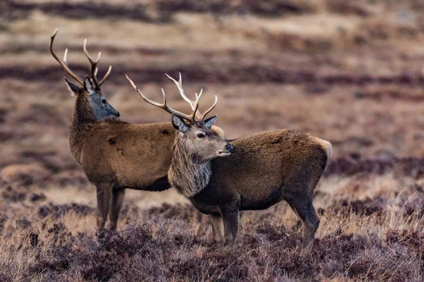 Vacker Bild Två Hjortar Loch Muick Kairngorms Skottland — Stockfoto