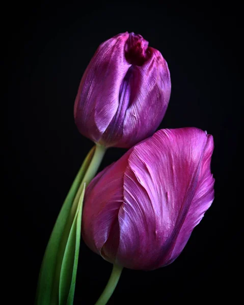 Vertikální Záběr Fialových Tulipánů Tmavém Pozadí — Stock fotografie