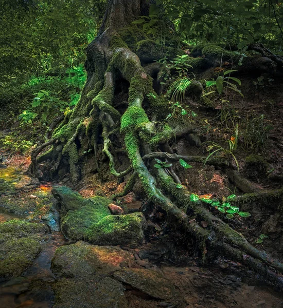 Trnitý Strom Parku Cherokee — Stock fotografie