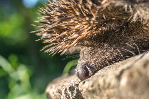 Closeup Adorable Hedgehog Sleeping Rocks — Stock Photo, Image