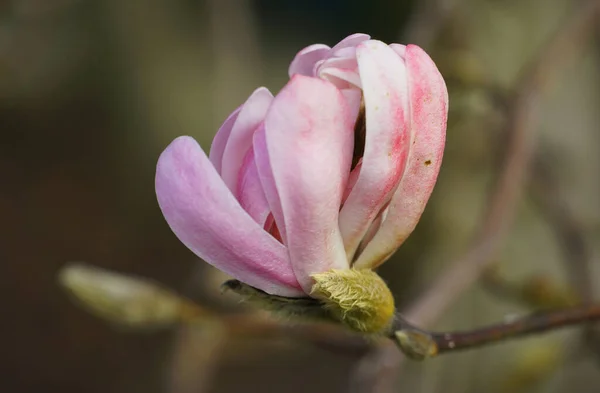 Closeup Shot Pink Magnolia Flower Blurred Background — Stock Photo, Image