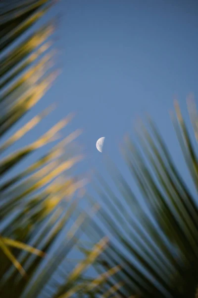 Tiro Vertical Lua Céu Azul Com Ramos Palma Primeiro Plano — Fotografia de Stock