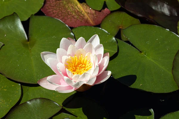 A closeup of lotus flower on Lily pads in a lake