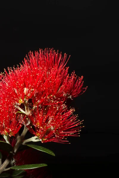 Вертикальный Снимок Красивого Красного Южного Цветка Metrosideros Umbellata Выделенного Черном — стоковое фото
