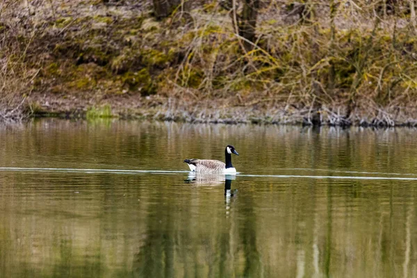 Ensam Kanadensisk Gås Som Flyter Lugn Sjö Med Sin Reflektion — Stockfoto