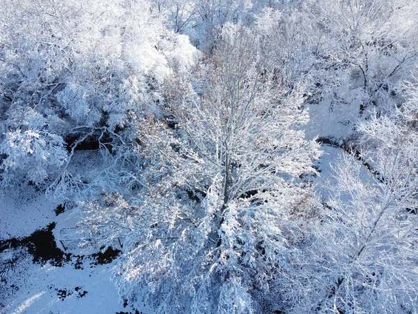 Eine Luftaufnahme Von Schneebedeckten Bäumen Wald — Stockfoto