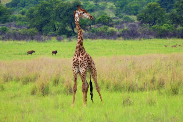 Жираф Стоїть Полі Африканському Сафарі — стокове фото