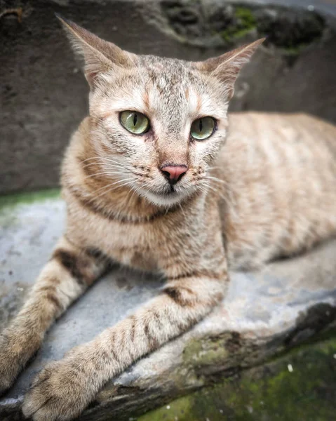 Egy Függőleges Felvétel Egy Zöld Szemű Macskáról Aki Szabadban Pihen — Stock Fotó
