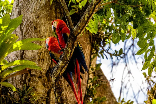 Tiro Ângulo Baixo Par Araras Escarlate Pousando Grande Galho Árvore — Fotografia de Stock