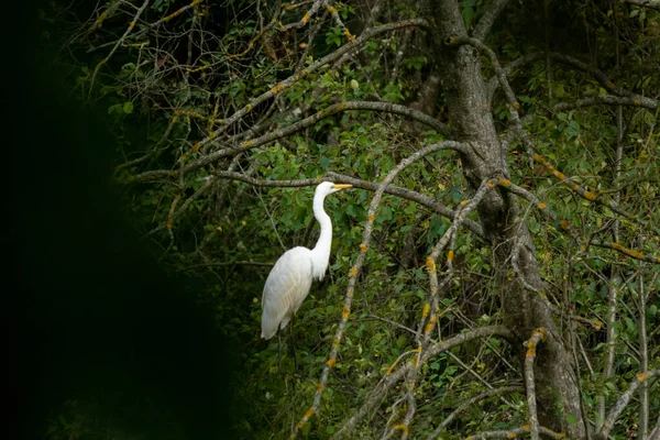 Grande Egret Empoleirado Nos Galhos Árvore Floresta Dia Ensolarado — Fotografia de Stock