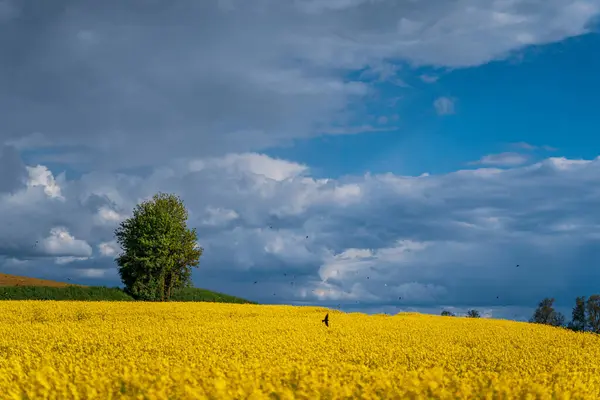 Een Enkele Boom Een Gele Koolzaad Veld Onder Een Bewolkte — Stockfoto