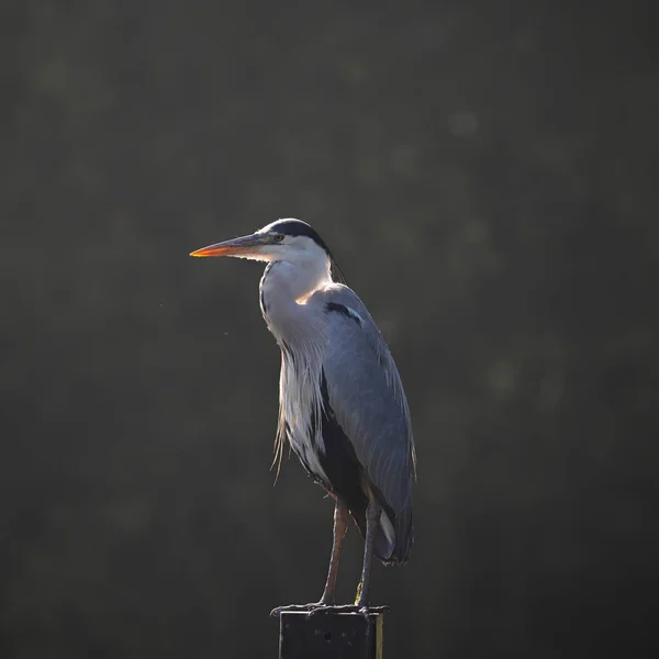 Disparo Vertical Una Garza Gris Posada Sobre Una Pila Metal — Foto de Stock