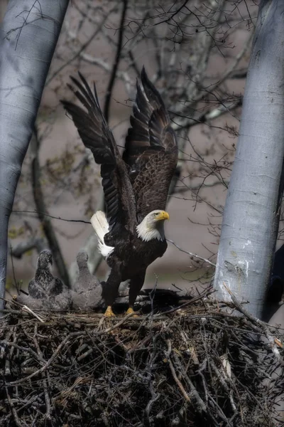 Ein Senkrechter Schuss Eines Weißkopfseeadlers Der Aus Seinem Nest Fliegt — Stockfoto