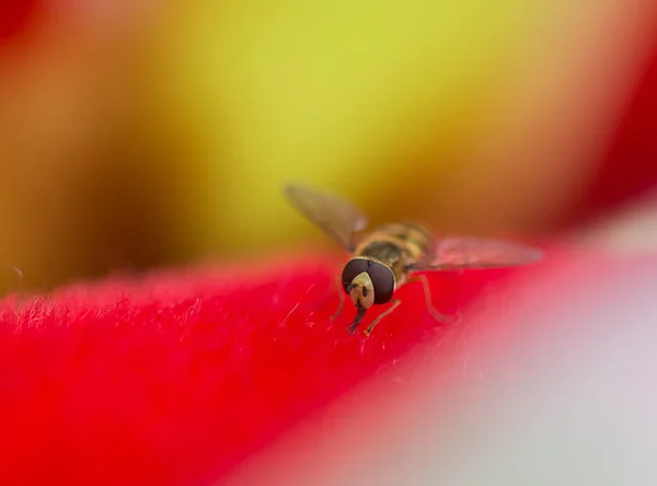 Makroaufnahme Einer Fliege Auf Einer Roten Blume Isoliert Auf Einem — Stockfoto