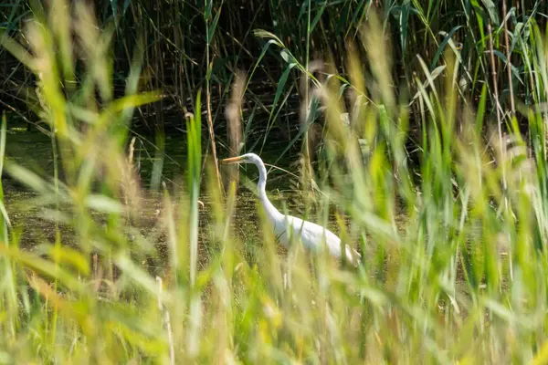 Stor Egret Fågel Går Ett Fält Fångas Från Gräset — Stockfoto