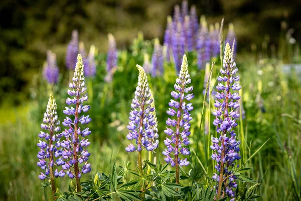 Närbild Skott Färsk Lupin Blommar Våren — Stockfoto