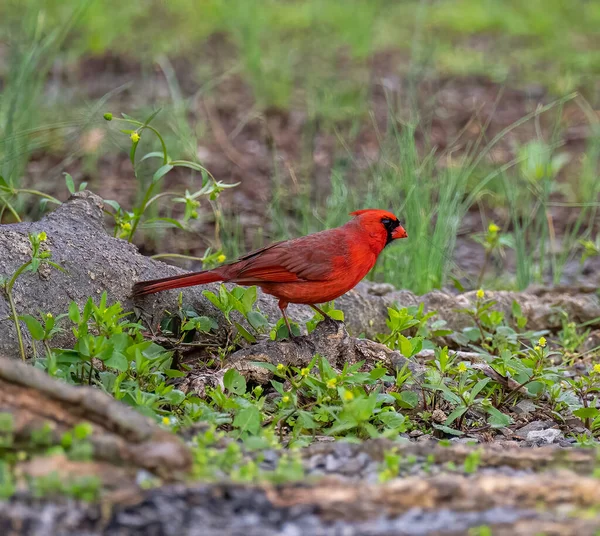 Primer Plano Ave Cardinal Roja Hábitat Natural — Foto de Stock