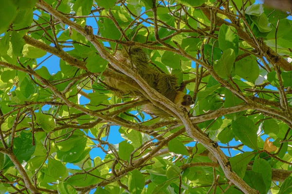 Bradipo Dalla Gola Marrone Seduto Albero Con Foglie Verde Brillante — Foto Stock