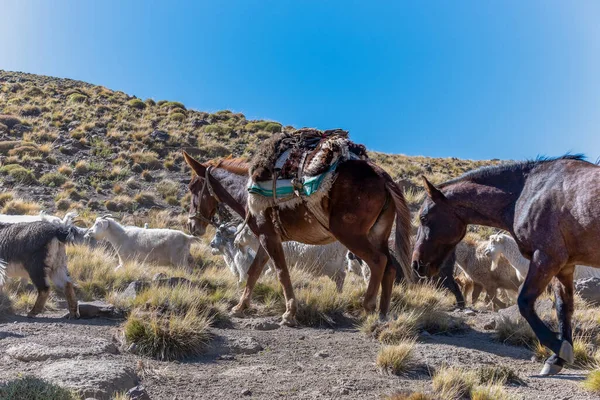 Cavalo Carga Pastoreio Cordilheira Dos Andes — Fotografia de Stock