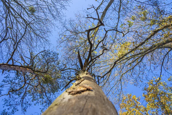 Ağaçlarla Çevrili Bir Ormanda Parlak Mavi Bir Gökyüzünün Altında Uzun — Stok fotoğraf