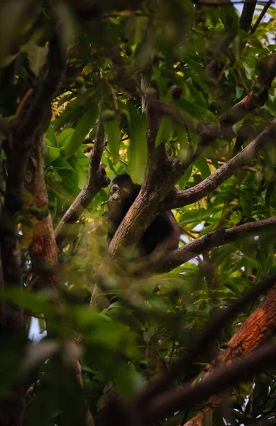 Tiro Seletivo Foco Macaco Uivo Árvore — Fotografia de Stock