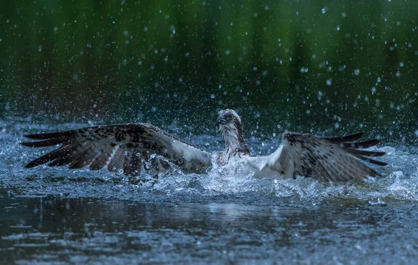 Suya Sıçrayan Bir Osprey Nin Yakın Çekimi — Stok fotoğraf