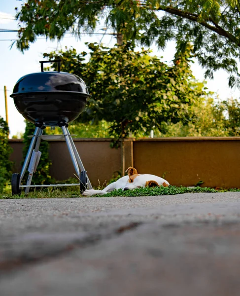 Disparo Vertical Jack Russell Terrier Durmiendo Junto Barbacoa Patio Trasero —  Fotos de Stock