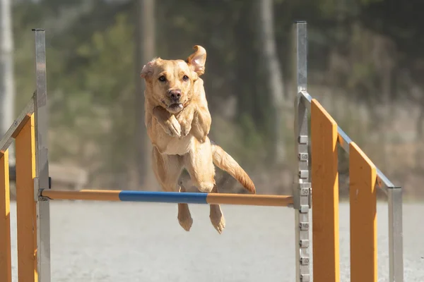 A labrador retriever jumping over an agility hurdle on a dog agility course