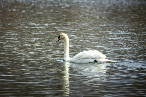 Elegante Cisne Solitario Nadando Río Amper Alemania — Foto de Stock
