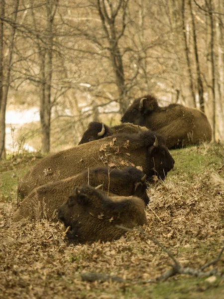 Vertikální Záběr Amerických Bisonů Jejich Stanovišti — Stock fotografie