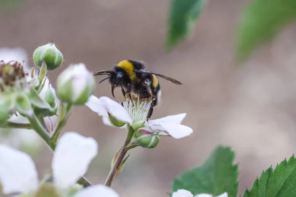 Ένα Κοντινό Πλάνο Μιας Μέλισσας Που Επικονιάζεται Λευκά Λουλούδια Ένα — Φωτογραφία Αρχείου