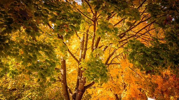 Uma Floresta Belas Cores Outono — Fotografia de Stock