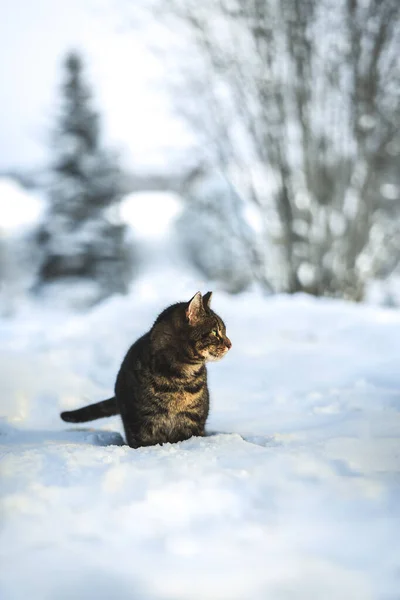 Неглибокий Фокусний Знімок Короткошерстого Кота Стоїть Відкритому Повітрі Снігу Вдень — стокове фото