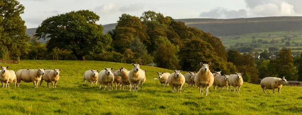 Zbliżenie Owiec Spacerujących Farmie Złotej Godzinie Północy Yorkshire Anglia — Zdjęcie stockowe