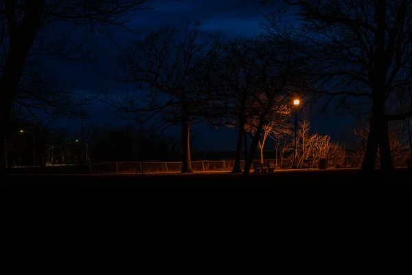 Scenic View Trees Lantern Outdoors Late Night — Stock Photo, Image