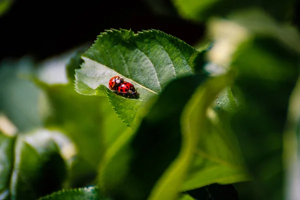 Uma Visão Macro Duas Joaninhas Minúsculas Folha Verde — Fotografia de Stock