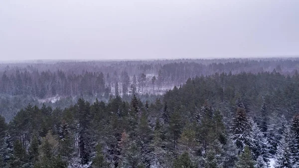 Прекрасный Вид Еловые Деревья Покрытые Снегом Лесу Снежный День Ясным — стоковое фото