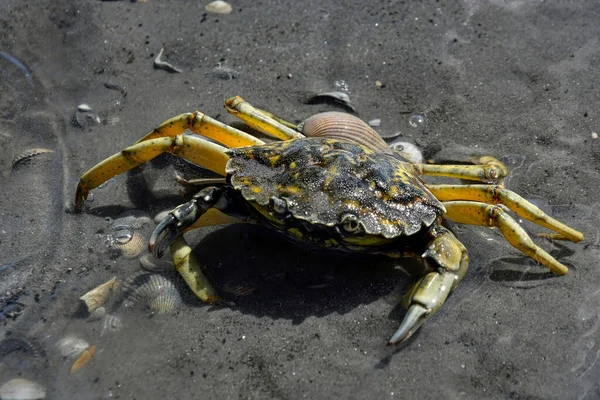 Macro View Mediterranean Green Crab Carcinus Aestuarii Crawling Sand Water — Stock Photo, Image