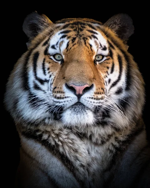 Ένα Κάθετο Κοντινό Πλάνο Της Τίγρης Της Σιβηρίας — Φωτογραφία Αρχείου
