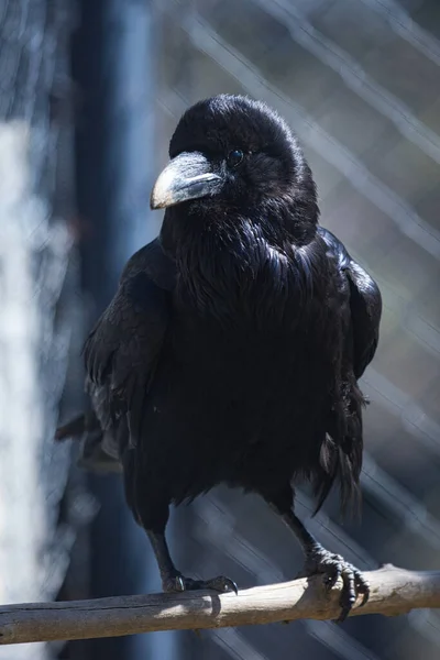 Closeup Portrait Raven Branch — Stock Photo, Image