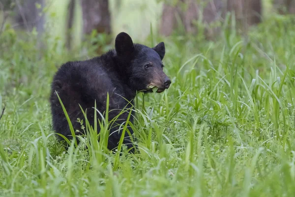 Oso Negro Caminando Alrededor Campo Verde Cubierto Hierba —  Fotos de Stock