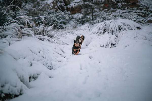 Красивый Снимок Австралийской Собаки Келпи Бегущей Карабкающейся Снежным Скалам Матрусберге — стоковое фото