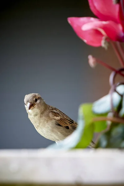 Bulanık Pembe Bir Çiçeğin Yanına Tünemiş Küçük Bir Serçenin Dikey — Stok fotoğraf