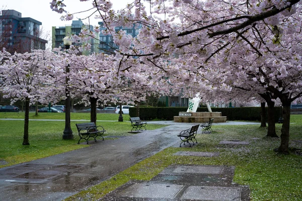 カナダ バンクーバーのスタンレーパークにある開花桜 — ストック写真